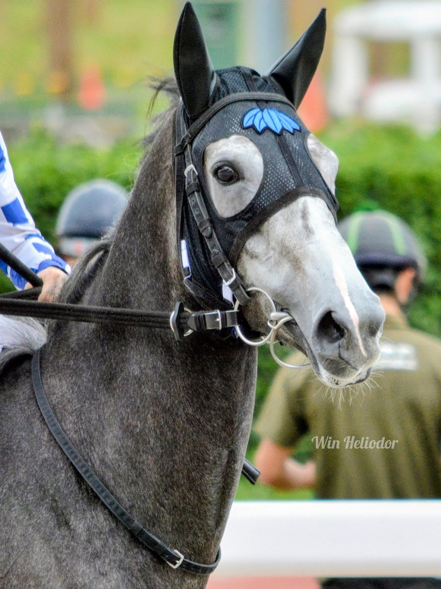 競馬ファンの方、ゴールドシップ号、優勝馬、幸運のジャンバー
