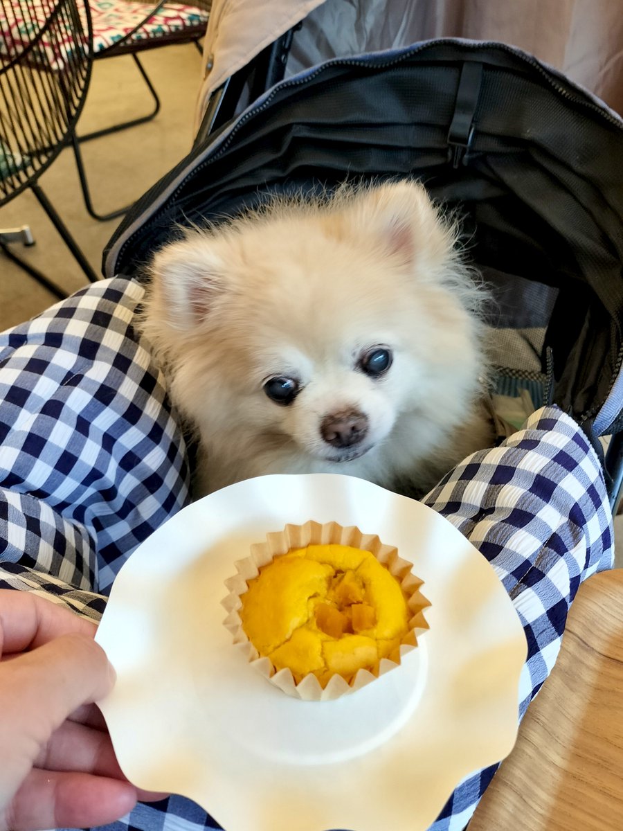 今日はあいにくの雨だから☔
大吉のトリミングを待ってる間にハロウィン仕様のカフェにきたよ！
僕にもかぼちゃのマフィン出てきてラッキー🎃
　
#ポメラニアン #チワワ #大吉 #ポン太