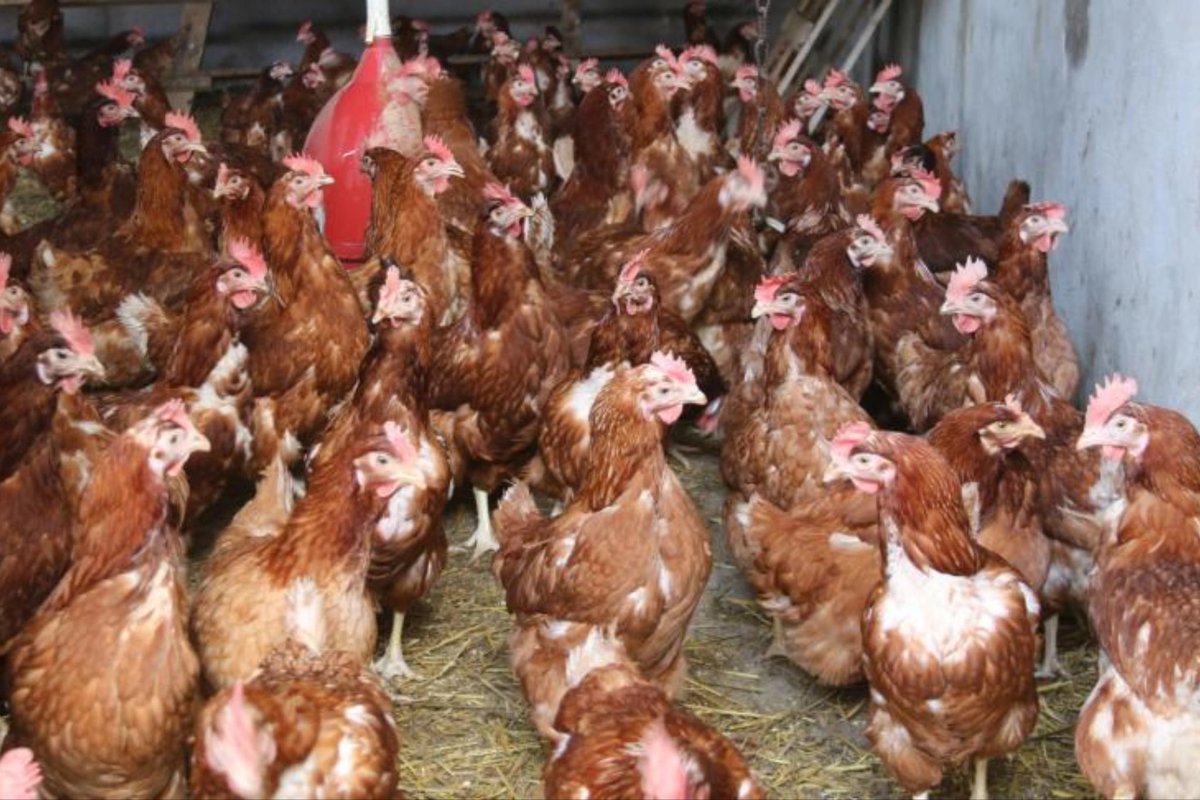 #Gabon: Le ministère de l’Agriculture, de l’Élevage et du Développement rural organise, du 21 au 24 octobre 2025, une série de concertations techniques consacrées à la structuration de la filière avicole nationale. 
<a href="/agenceecofin/">Agence Ecofin</a>