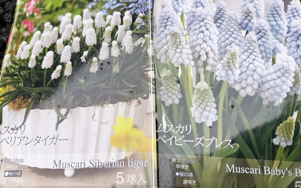 ヒヤシンス様 ヒヤシンス：アクア 5球セット の通販 | 園芸ネット