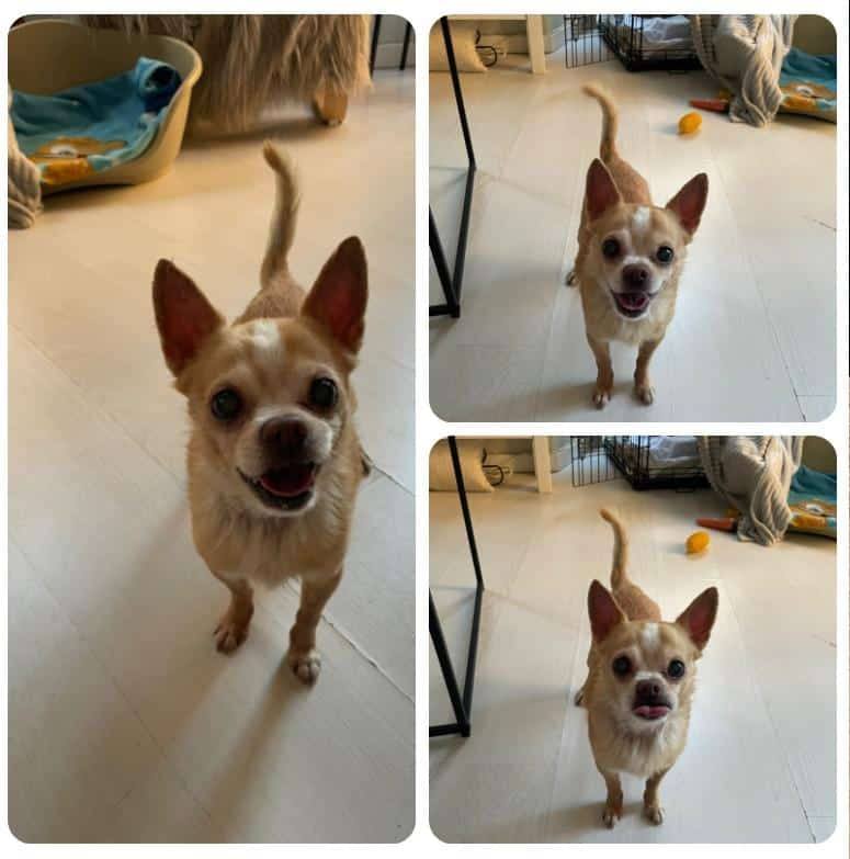 #Málaga
#BOLI tiene 9 años y se ha quedado huérfano. Su humano ha fallecido y la familia no se quiere hacer cargo de él.

Bueno, cariñoso, tranquilo, mimoso, es muy chiquitín. Solo quiere dormir, pasear y comer...

Necesita una familia responsable
Contacto; 604 26 72 07