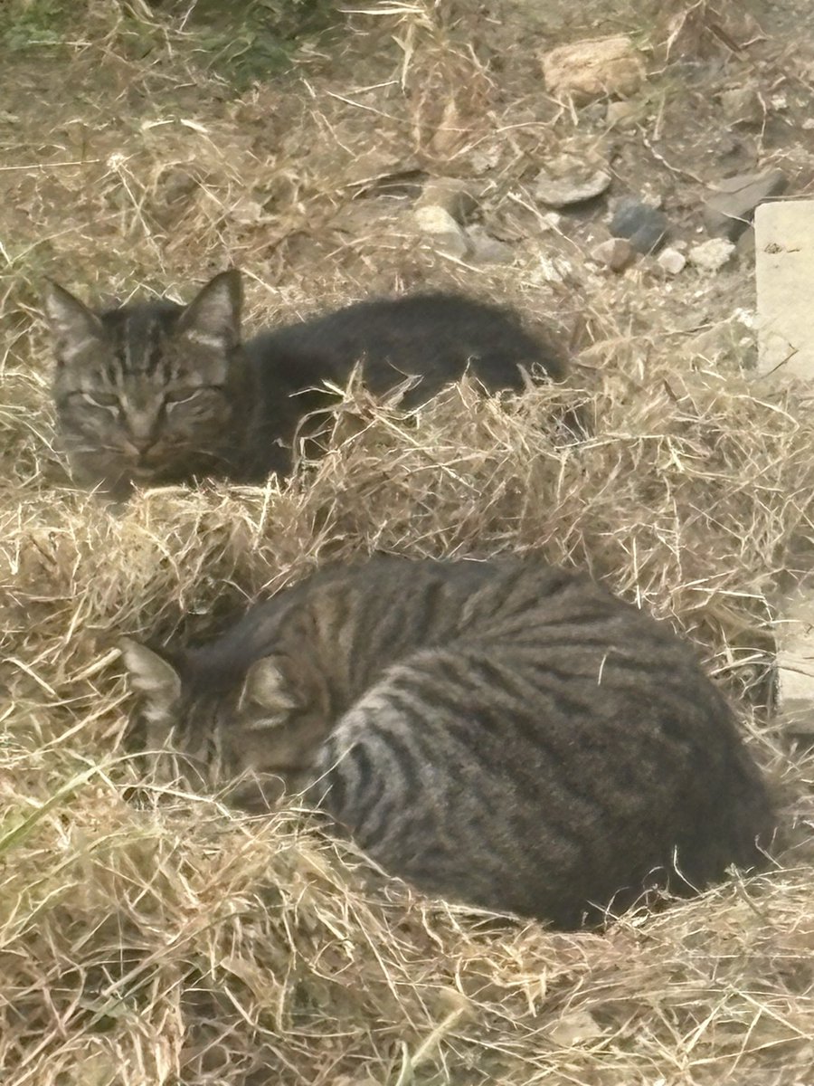 庭に鳥が巣を作って困ります🐈