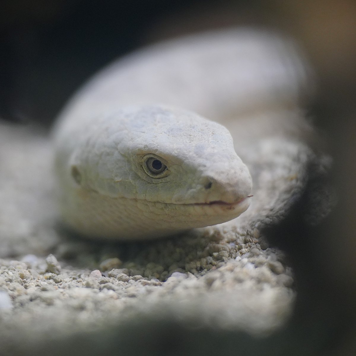メキシコ トカゲのオブジェクト メキシコ トカゲのオブジェクト
