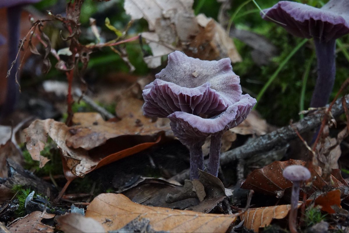 Goedemiddag. Vanmorgen was ik nog niet goed wakker denk ik want vergeten mijn dagelijkse ochtendgroet te plaatsen. Slecht geslapen daar zal het wel van komen. Maar beter te laat dan nooit. Dan nu maar een goedemiddag en fijne dag.