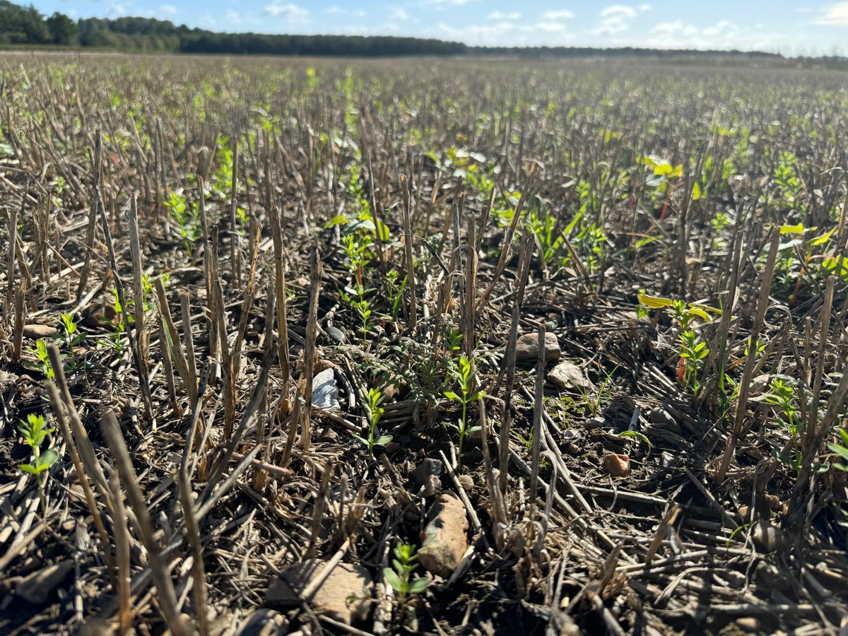 Englefield Estate tweet media