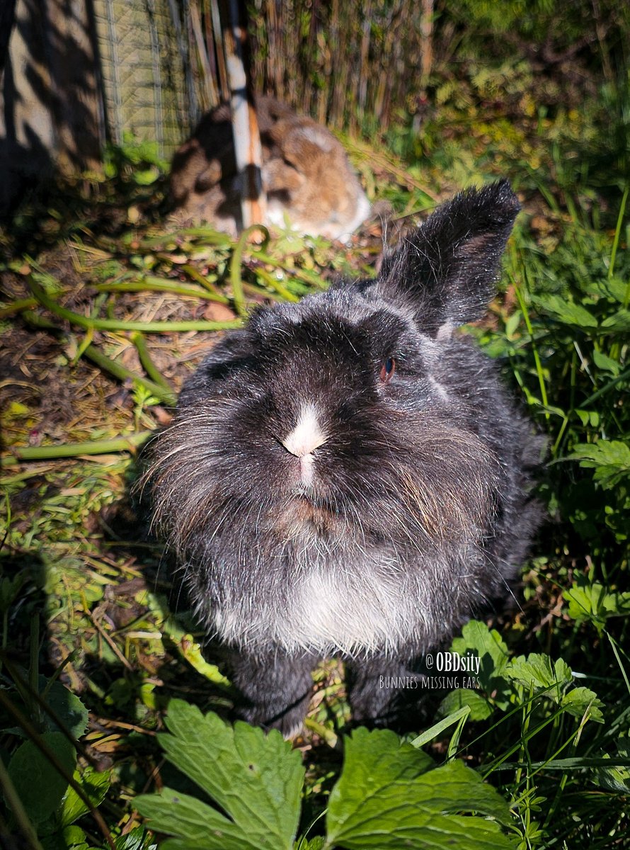 obdsity's tweet photo. Dottie: Huh? Oh, I didn't hear you approach, hyumin. I seem to be missing an ear 🤨 Have you seen it somewhere? The #Earthief can't be far yet 🧐

#StopTheEarThief https://t.co/iCAnvEWGxQ
