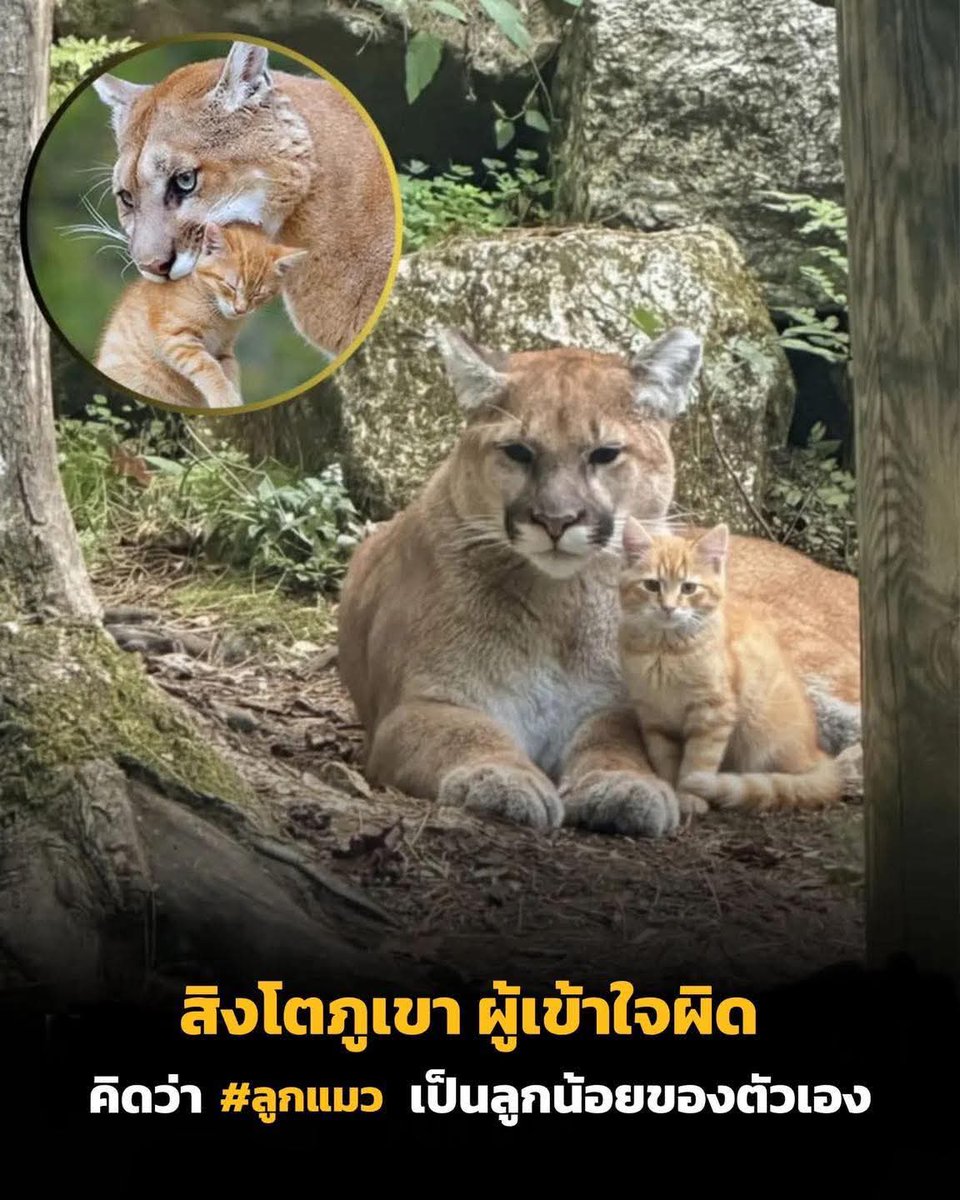 chaleenajaja's tweet image. ก็เป็นแมวส้มเหมือนกันนิ