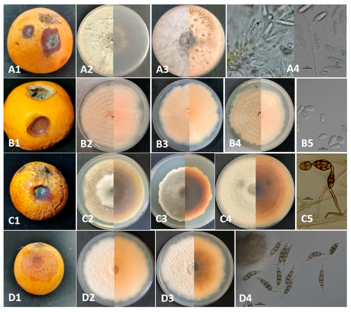 Plants_MDPI's tweet image. 🍊 Four fungi behind loquat fruit rot!

Alternaria, Botryosphaeria, Pestalotiopsis, &amp;amp; Trichothecium species identified in Yunnan, China, marking first global reports on loquat. 🍂

🔗 Read more: brnw.ch/21wWPBs

#PlantDisease #FungalPathogens
