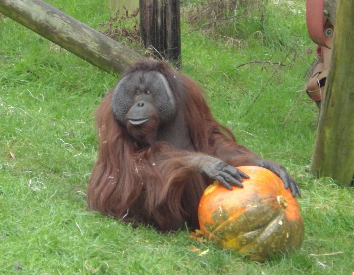 We make sure that the primates enjoy the spooky season -orang-utan Tuan loved this GIANT pumpkin!
Over half-term we have spooky trails &amp; creepy crafts, with the Activity Centre open daily for fang-tastic fun too! Kids can make Halloween themed sandart creations to take home 🎃👻