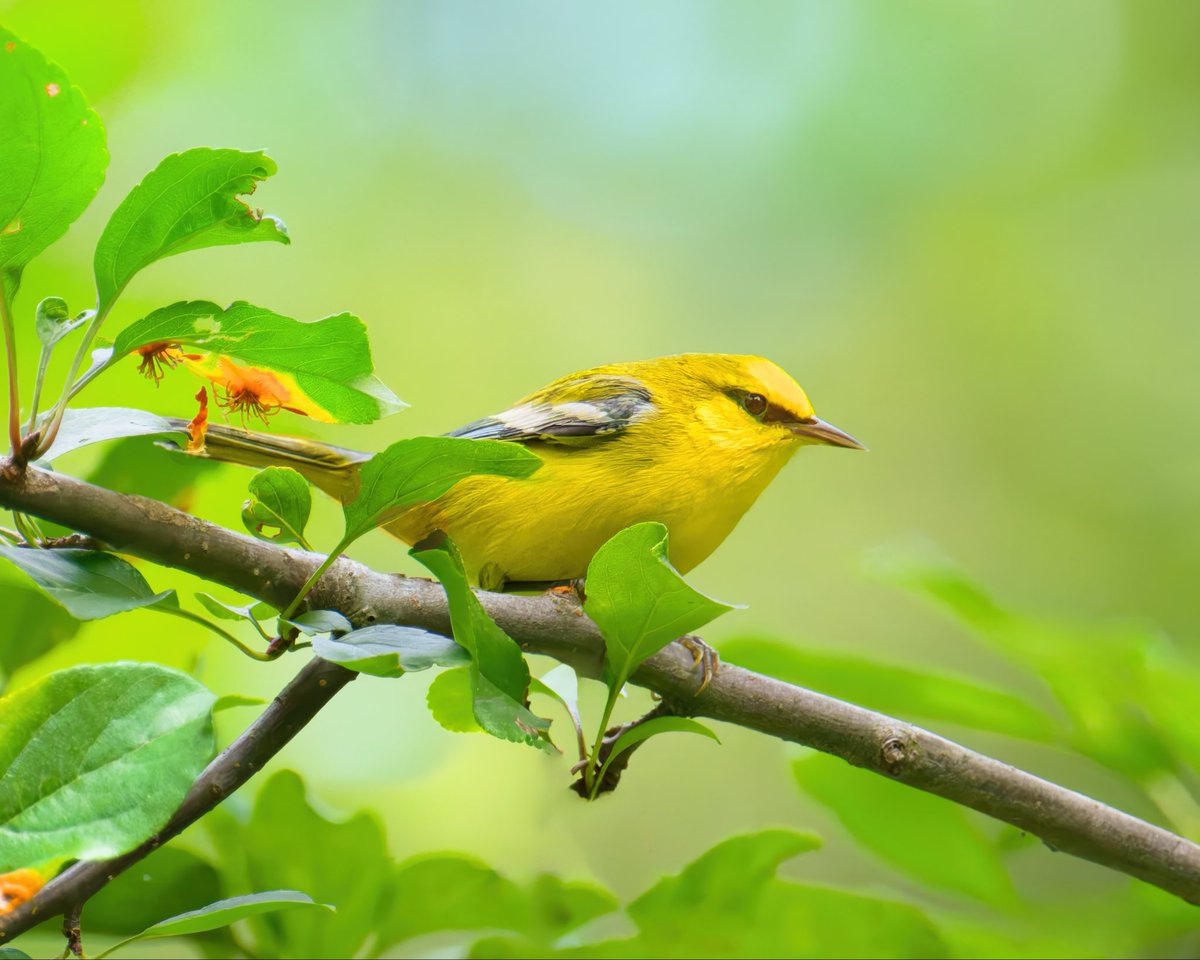 Tweet media one