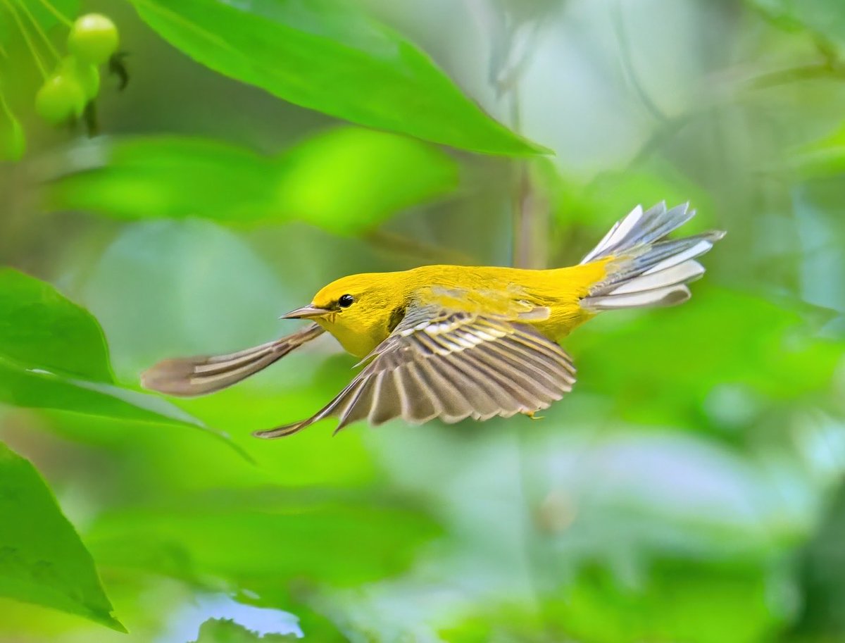 Tweet media one