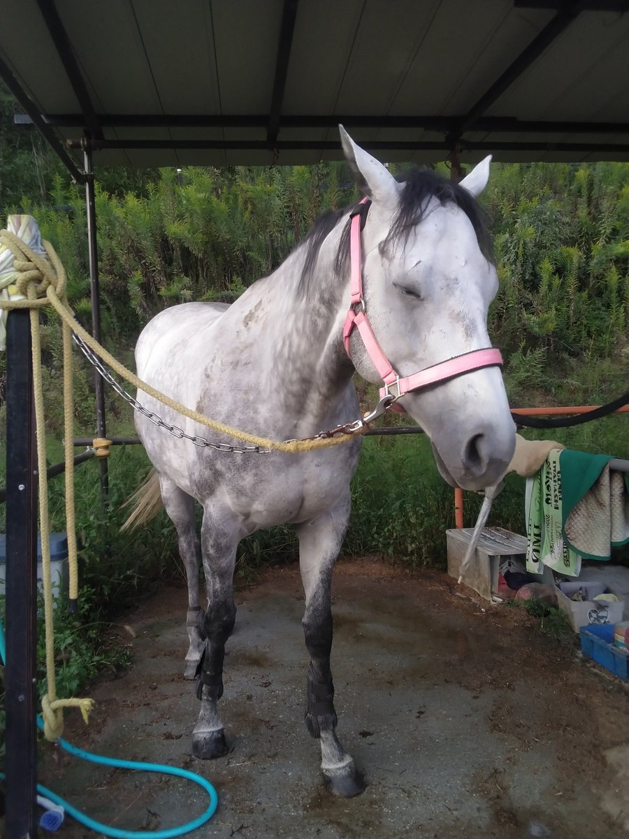 みんなのグラマーちゃん byケイメイ牧場 (@by23255500) / Posts / X