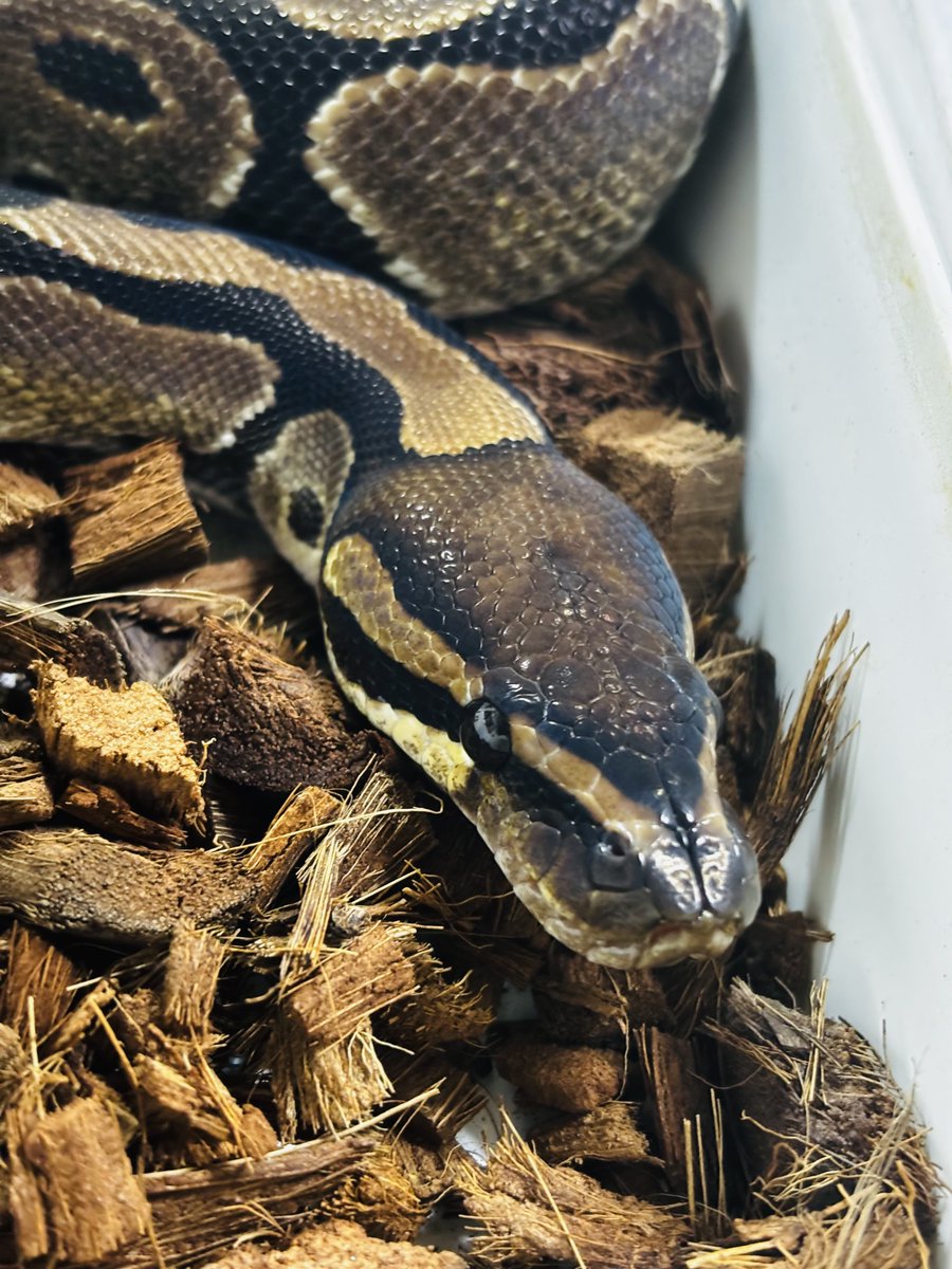 choco_python's tweet image. æè¿ððŠã¡ãšé£ã¹ãããããðãããééâŠ
䌞ã°ãã£ãç¬
飿¬²æºçãããŠð«£
ãã£ã±ãå€ã¯ã©ãããŠããã®åã¯ã
ã¹ã€ãããå
¥ããããð«©