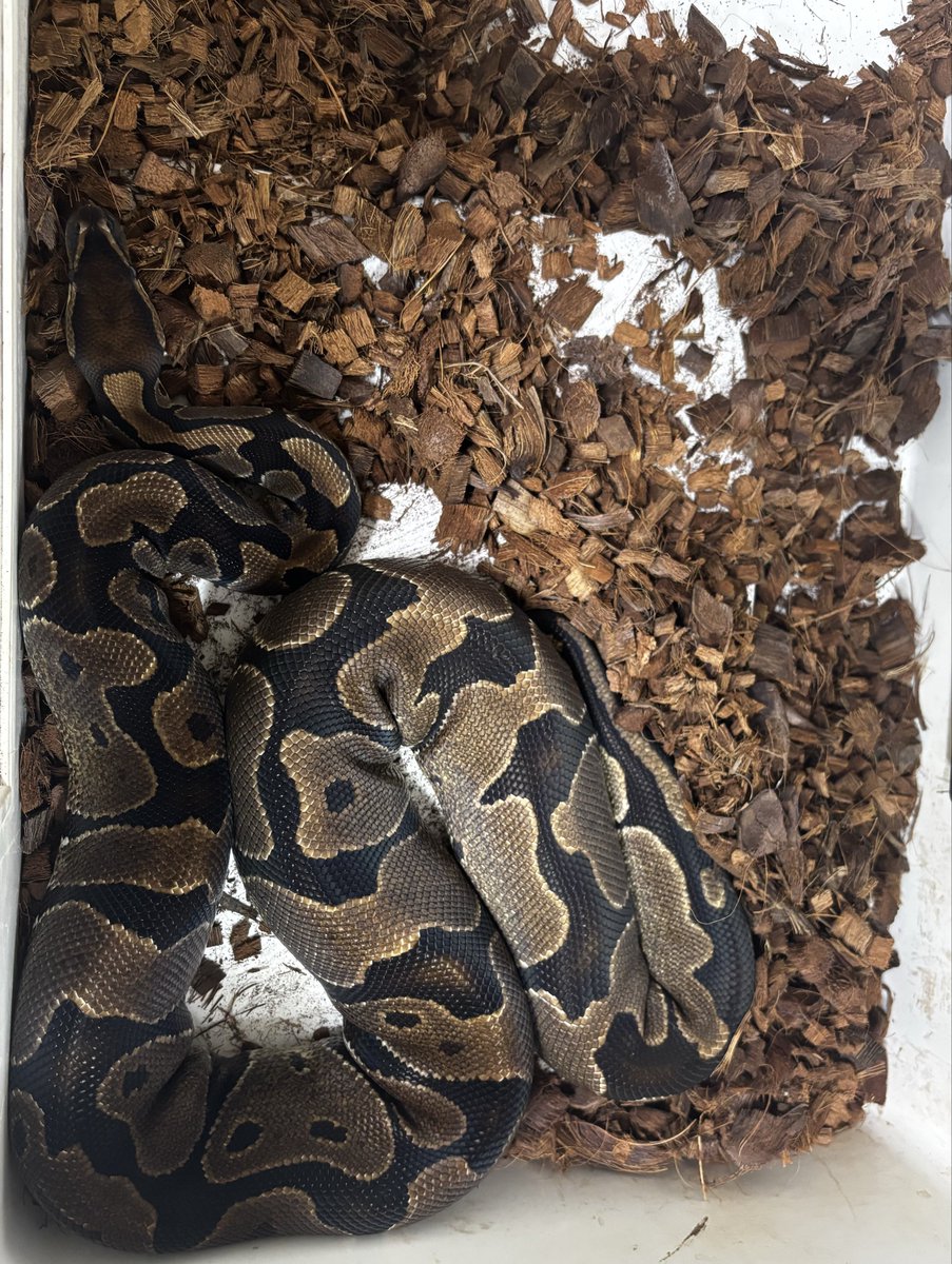 choco_python's tweet image. æè¿ððŠã¡ãšé£ã¹ãããããðãããééâŠ
䌞ã°ãã£ãç¬
飿¬²æºçãããŠð«£
ãã£ã±ãå€ã¯ã©ãããŠããã®åã¯ã
ã¹ã€ãããå
¥ããããð«©