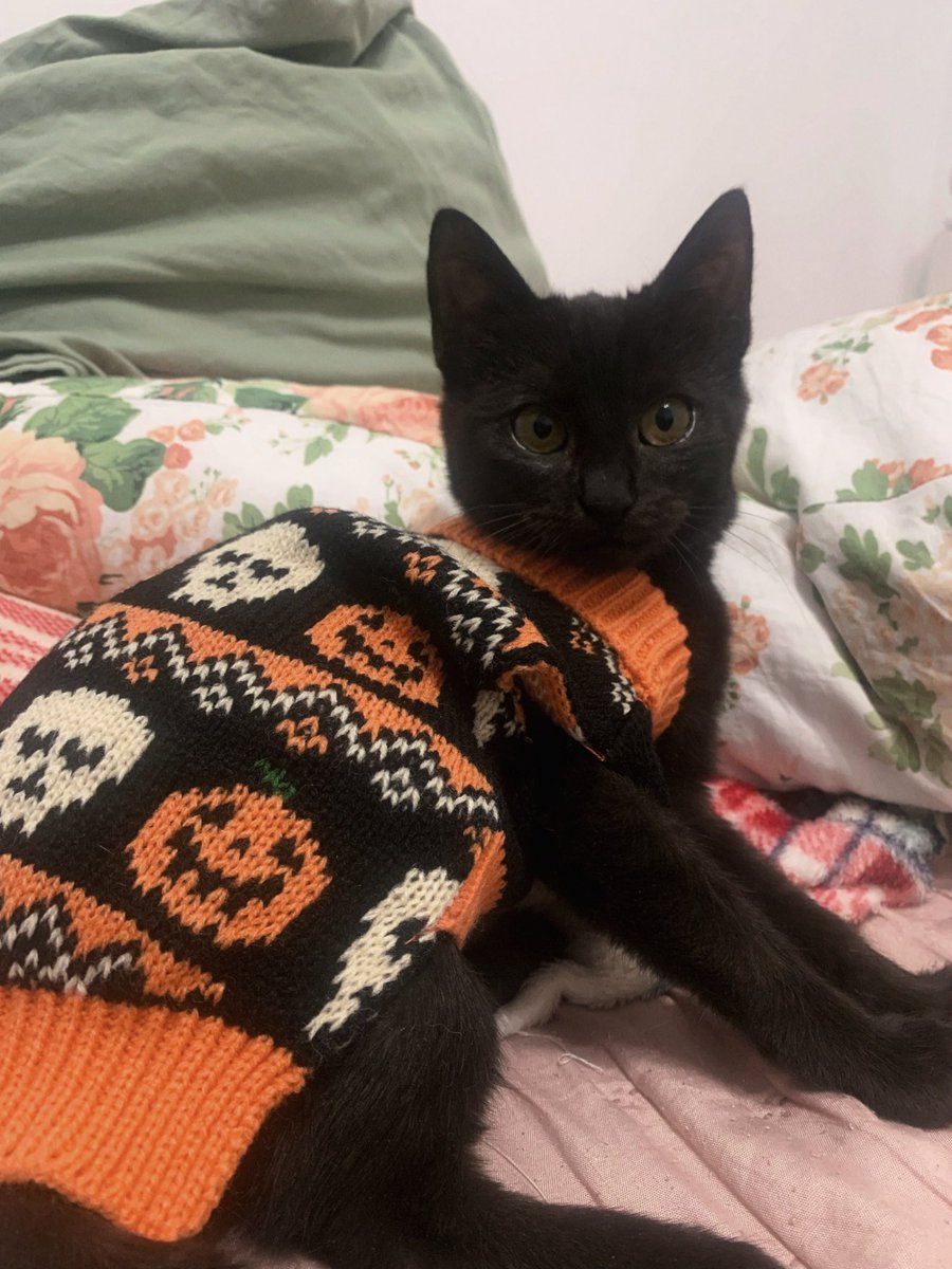 _aethenia's tweet photo. 🎃 https://t.co/Wd6x1DkNr2