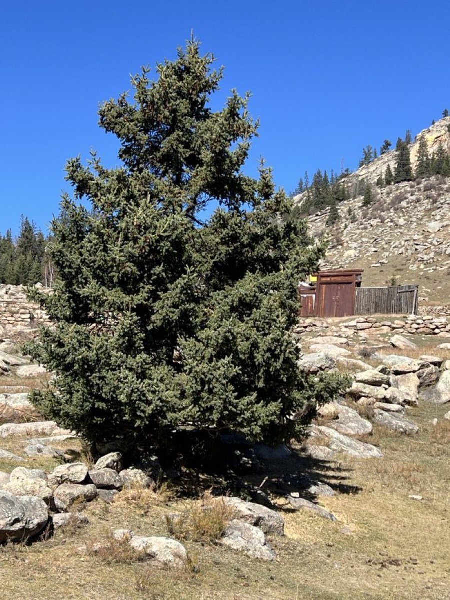 sonirhogch (@dagvadorjerdene) on Twitter photo 