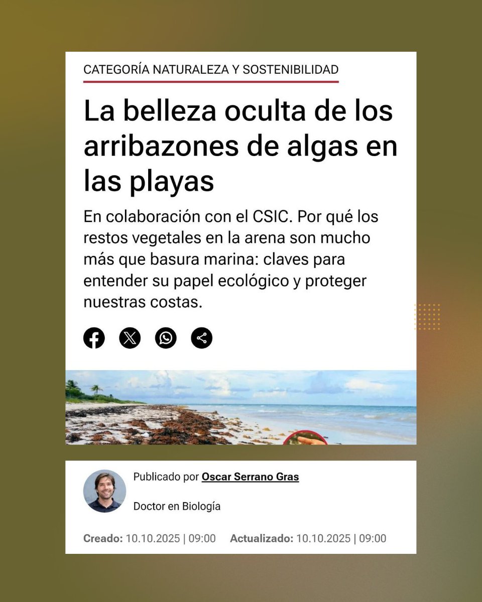 Far from being “marine waste,” beach wrack (the remains of algae and seagrasses that wash up on our shores) play a vital role in protecting coastlines, supporting biodiversity, and maintaining the natural dynamics of beaches.

Read the full article on: bit.ly/4ov4lK9
