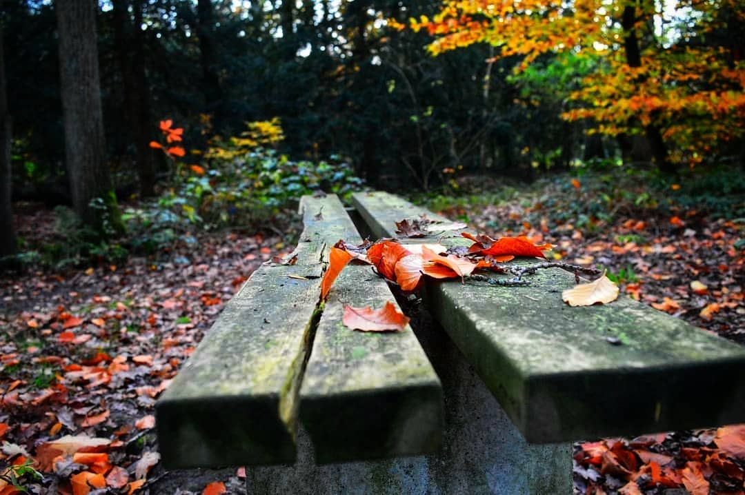 TheDemli's tweet photo. Sonbaharın büyüsü, yaprakların dansı ve huzurlu bir bankta doğayla kucaklaşma anı... 🍂🍁 Bu güzellikleri paylaşmak için en güzel zaman! #Sonbahar #DoğaSevgisi #Huzur #DoğaFotoğrafçılığı #Mevsimler #Nature 🍂 #NaturePhotography https://t.co/ecsWjK2cU9