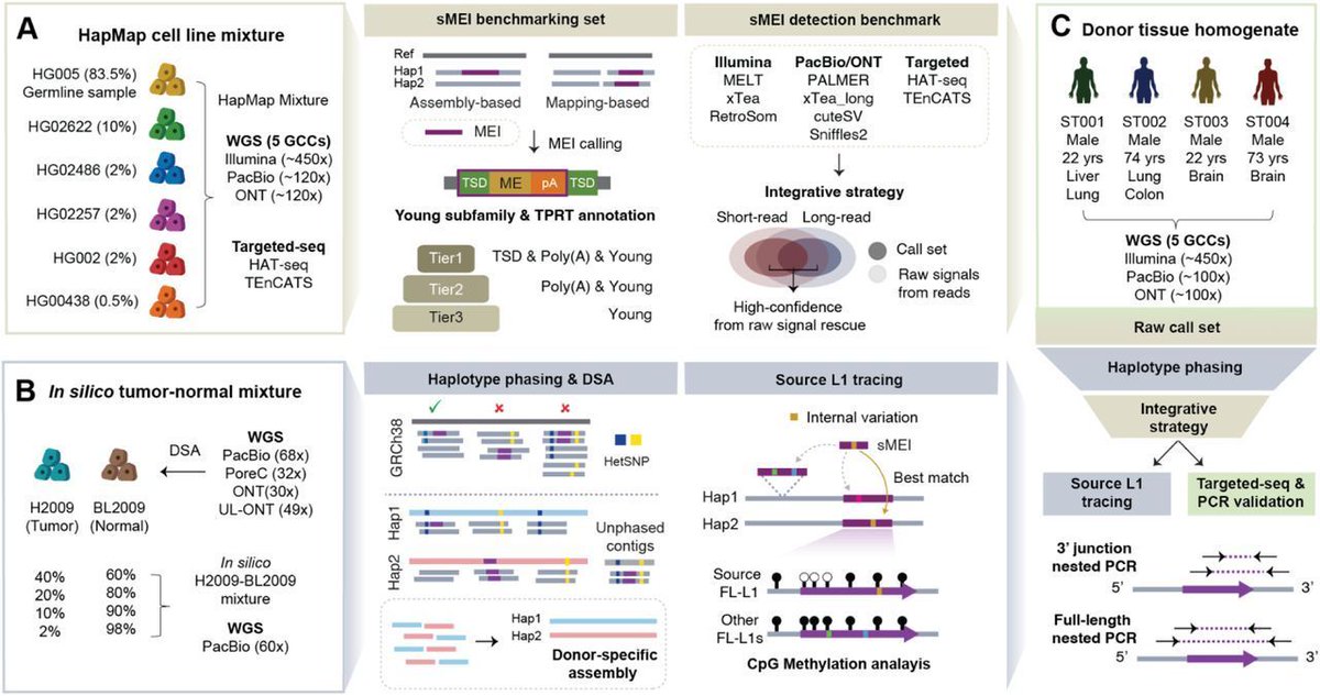 jsantoyo's tweet image. Multi-platform framework for mapping somatic retrotransposition in human tissues. #SomaticRetrotransposons #MobileElementInsertions #MEIs #HaplotypePhasing #Genomics #Bioinformatics @biorxiv_genomic 
biorxiv.org/content/10.110…