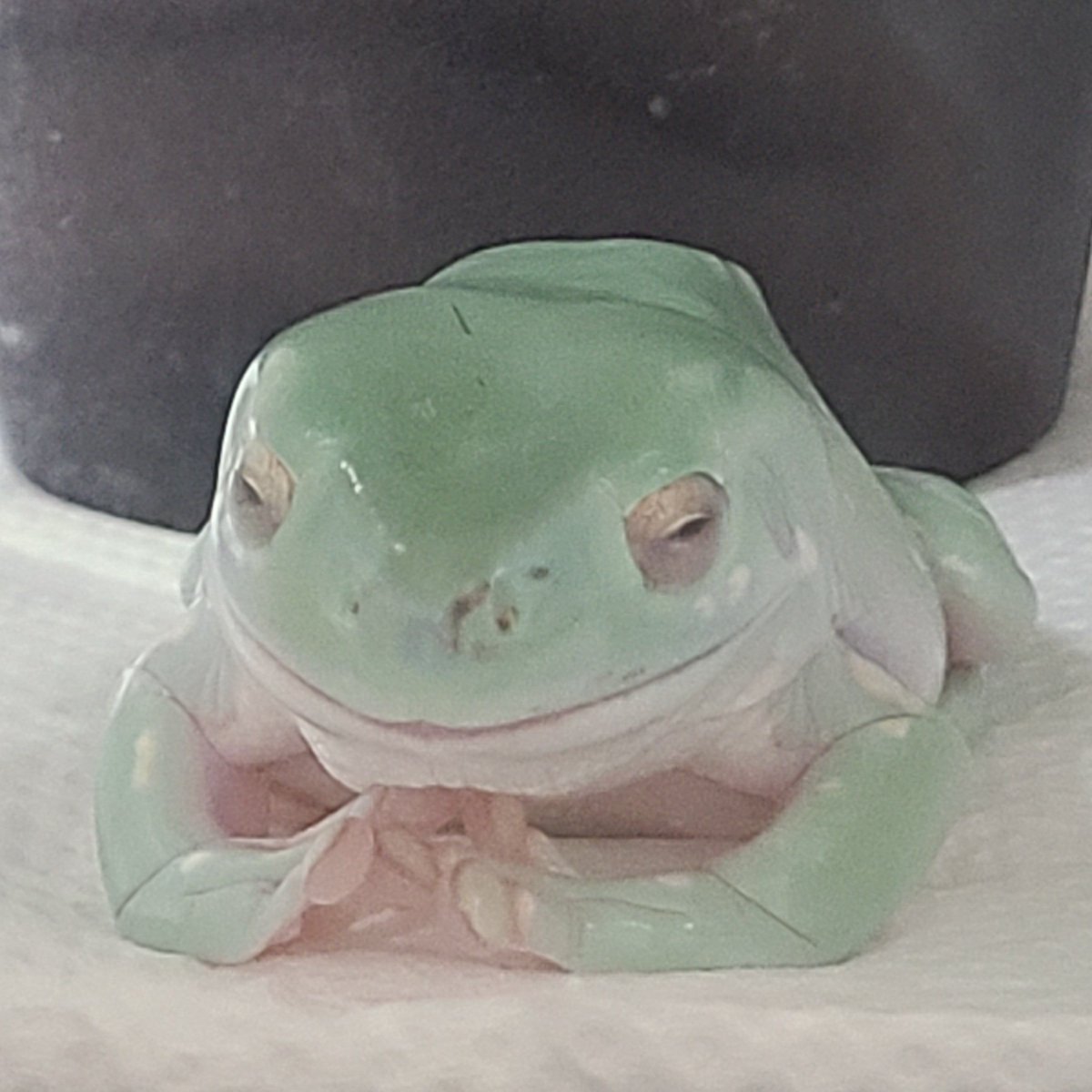 stone_love_v's tweet image. 美味しいご飯の夢でも見てるのかな？

＃イエアメガエル
#名前は一味