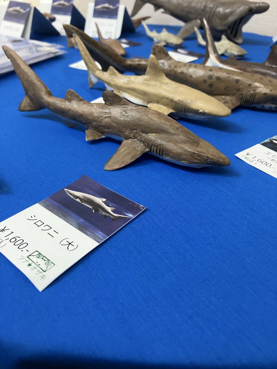 【サメ展THE DEEP 4】本日も無事終了致しました。いらして頂いたお客様有難うございました。明日も12:00〜19:00で開催致します。『ピックアップ作品』シロワニモチーフの作品達。#ギャラリーharu #サメ展THE DEEP 4 #シロワニ #ichironyan #ツナ★オザキ