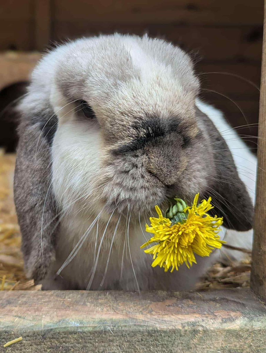 Joining our sanctuary group next week is JD <a href="/DreyfusJames/">James Dreyfus</a> 
JD has mobility problems but we think with physio and acupuncture we can help him ❤️❤️