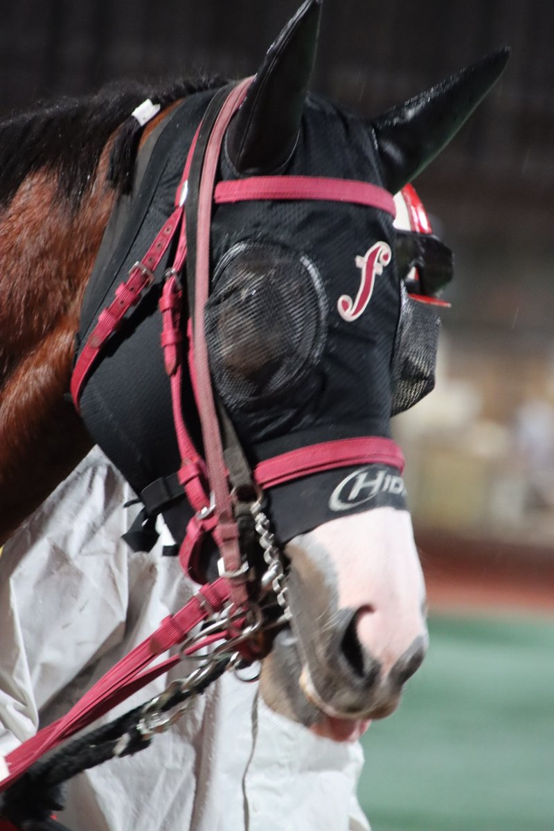 馬の品種イラストアート A4サイズ おがわじゅり