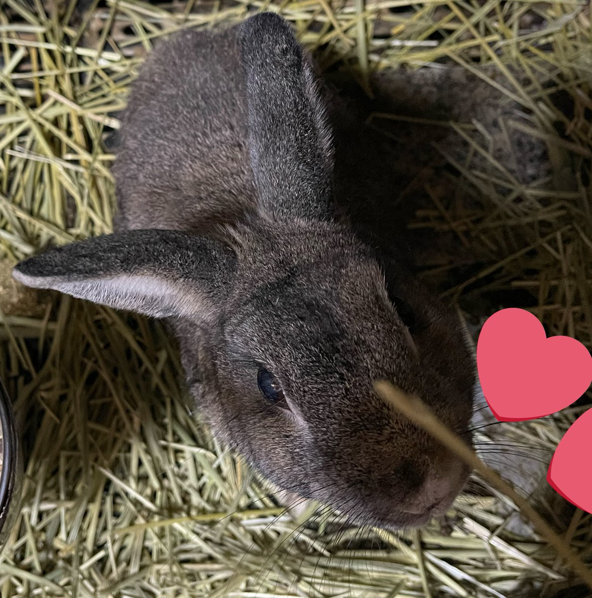 Oxql5c0's tweet image. ご飯🐰🌿

寒くなってきたので、
ケージに付けられる、
暖かホリホリマット作りますよ🐰
ラビネスフェスタに並べますので、是非ご覧くださいね
#ラビネスフェスタ