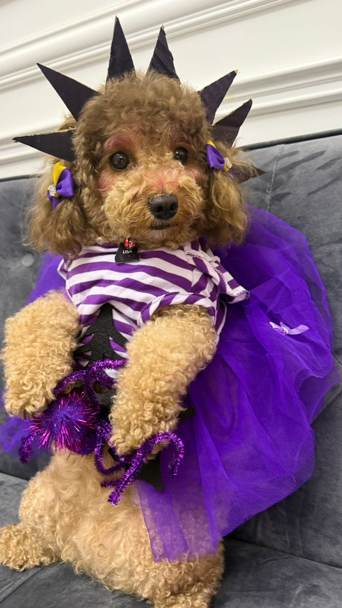 t9ruby's tweet image. Abon is officially ready for CHOGOWEEN! 💜
P.S. I may or may not have used my mom’s eyeshadow on her face 😈

#CHOGOWEEN @ChogNFT @chog_xyz