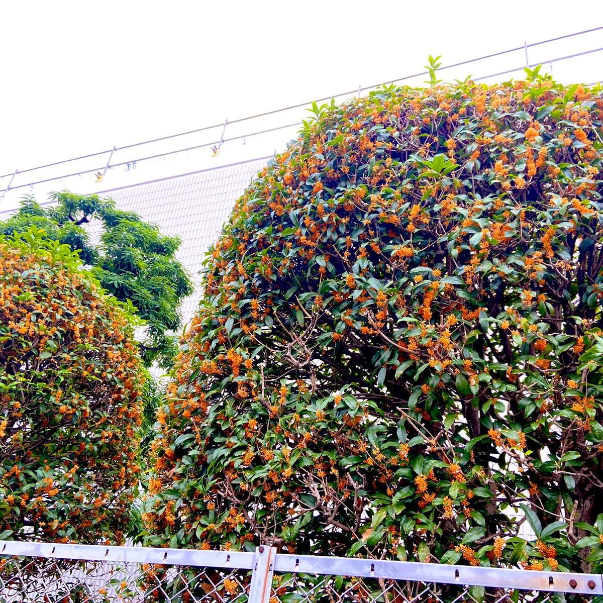 金木犀も寒さに縮こまっちゃう😅
花が長持ちするかな？雨で散らないと良いな

仕事帰りの夜道に香る金木犀が大好きだから、もう少しだけ過ごしやすい気候が続いてくれると良いのになぁ