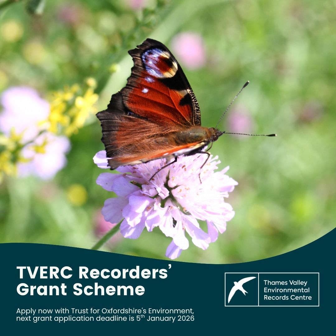 🍂 Reminder about the TVERC Recorders’ Fund! 🍂

If you have a project that can benefit from additional equipment or funds to enhance voluntary recording in Berkshire or Oxfordshire, our Recording Grant with Trust for Oxfordshire's Environment may help! trustforoxfordshire.org.uk/grants/