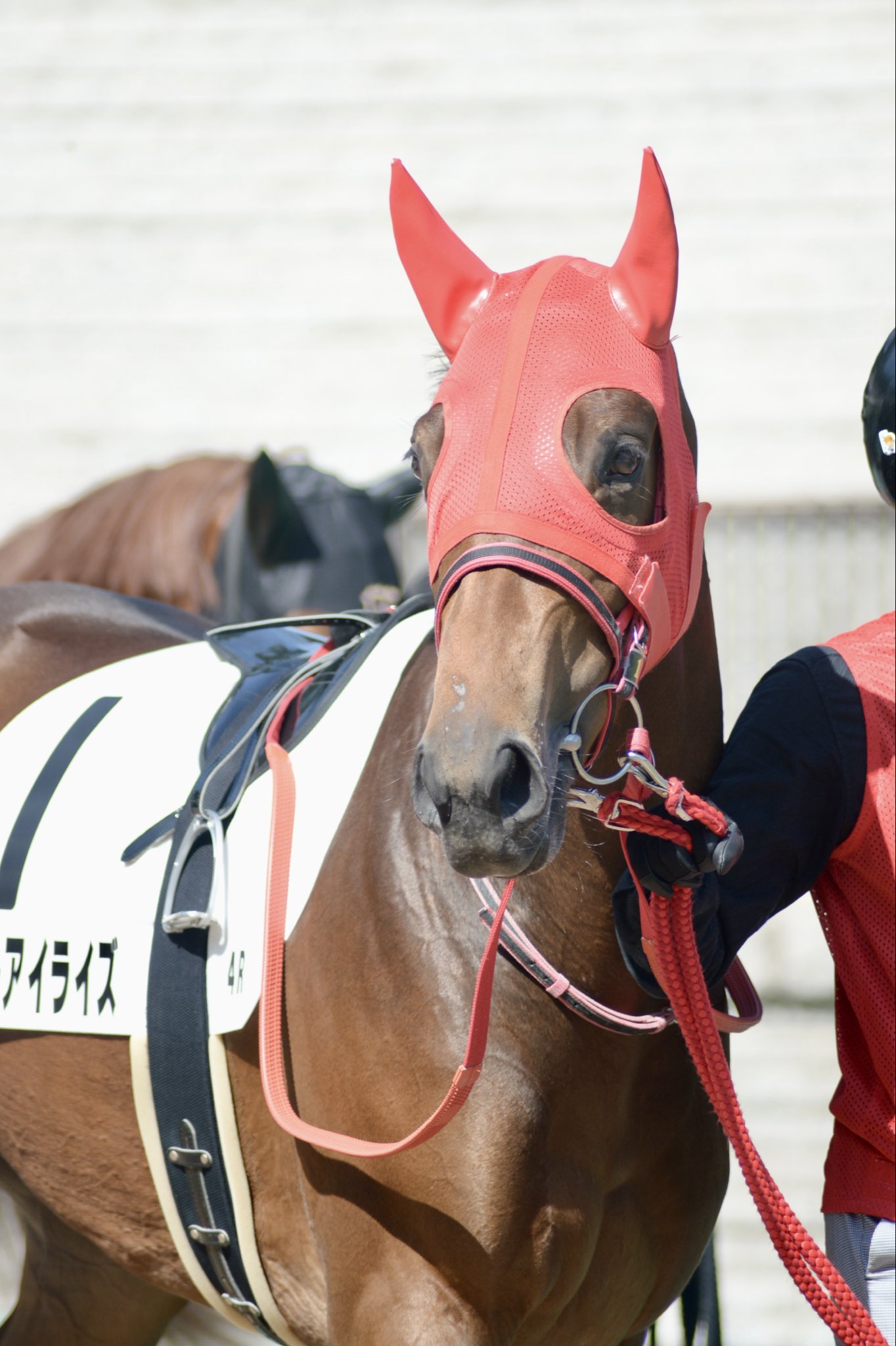 舞夢🐎🎀 on X: 