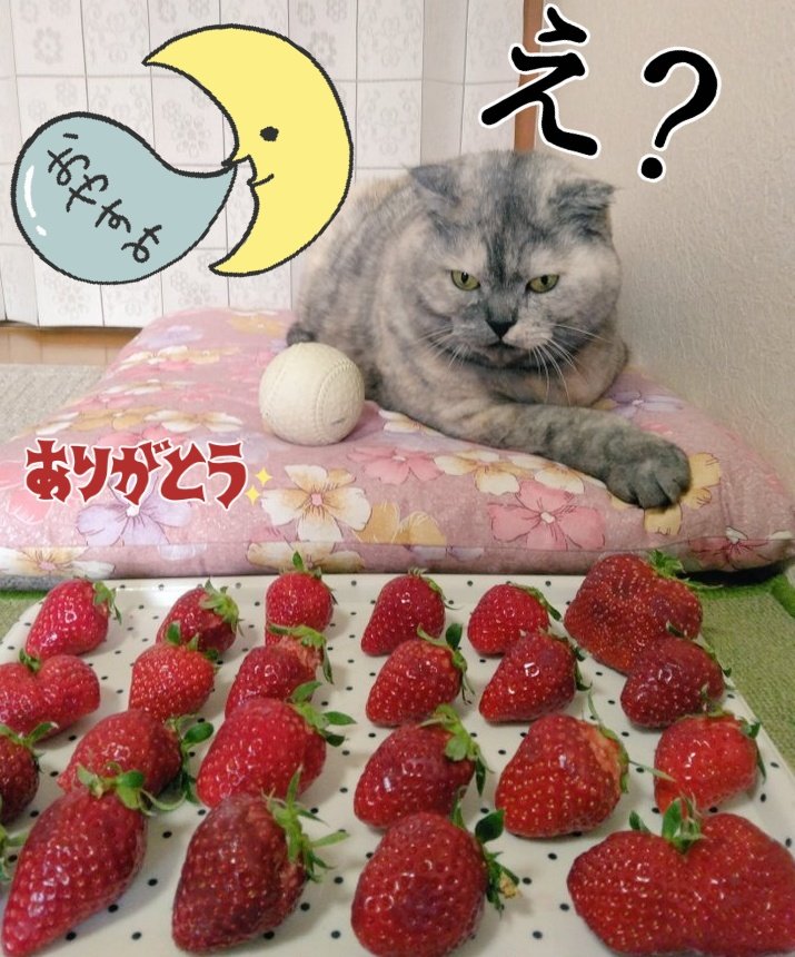 皆様本日もいいねリポスト返信フォローありがとう御座いましたです

今朝のポストで本日はショートケーキの日って事で～なんで？って質問で～カレンダー📅の22日の上に15日になるので上に15(イチゴ)🍓が乗っているので毎月22日はショートケーキの日って　ん?