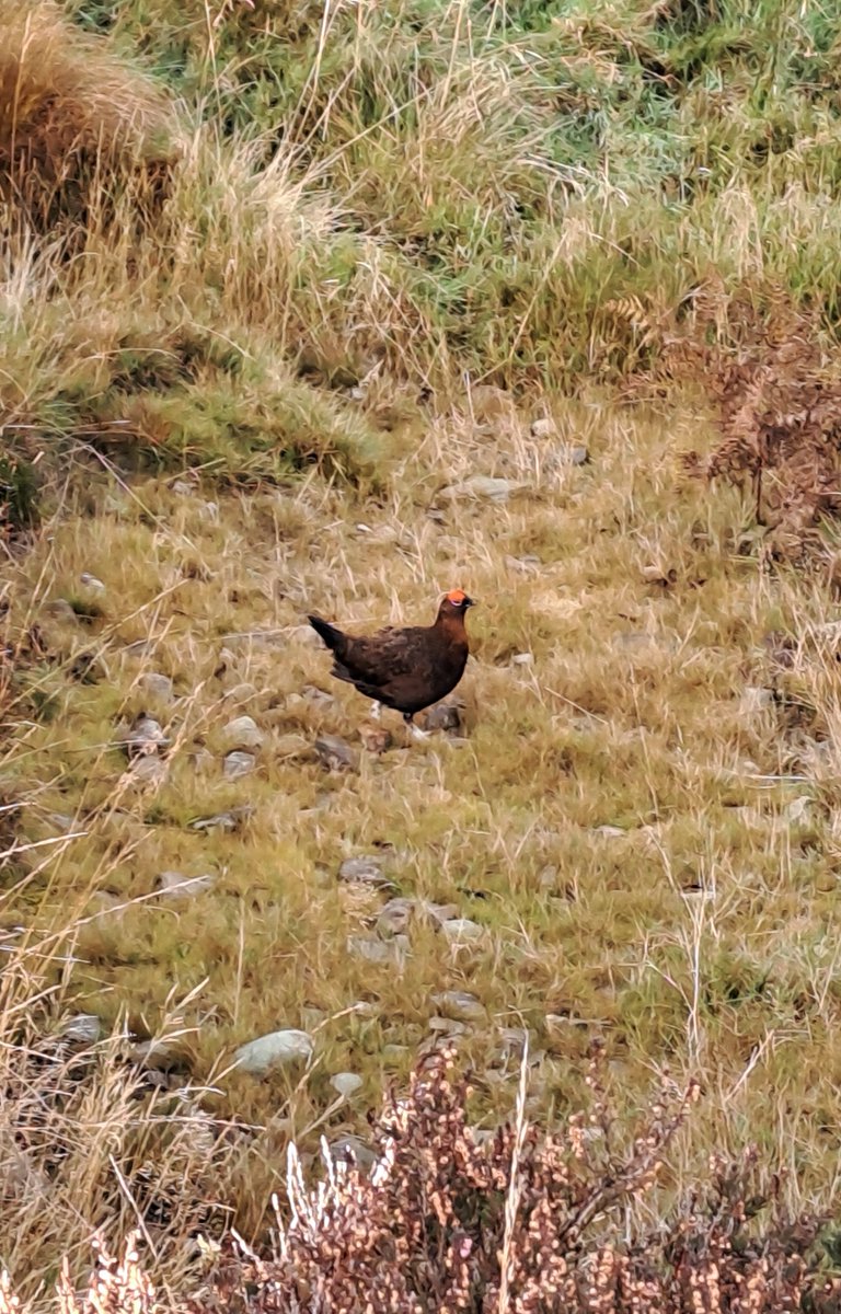 NT Fell Rangers tweet media