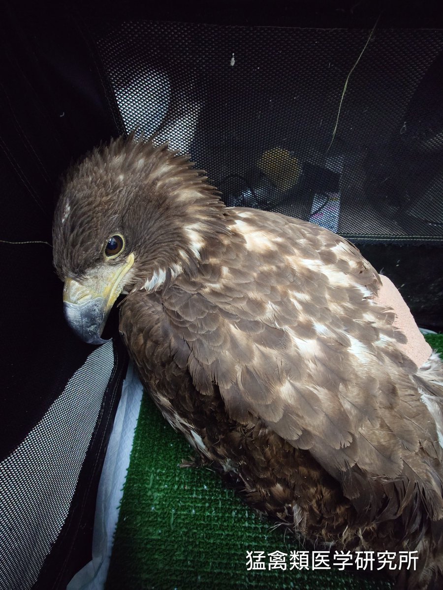 猛禽類学 猛禽類学 | 山崎 亨 |本 | 通販 | Amazon