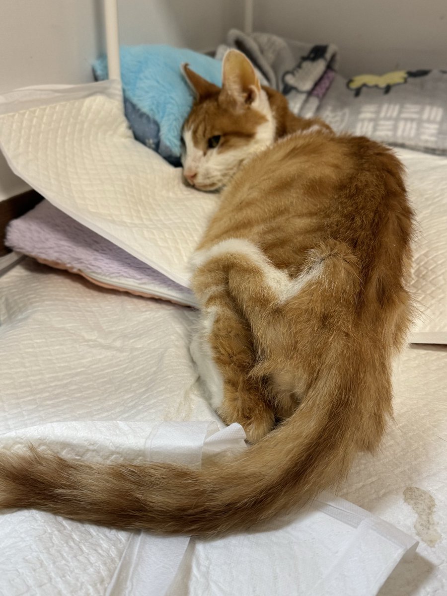 오늘 하루도 잘 버텨줘서 고마워. 10년이 넘는 길 생활과 2년의 보호소 생활 그리고 가족이 된 5년동안 한번도 사람을 미워하지 않아서 고마워. 네번의 응급상황도 잘 넘기고 장하구나.