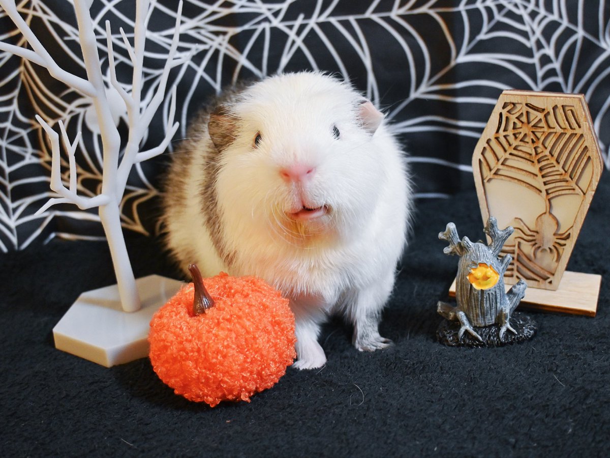 ほにゅうズ (@honyu1013) on Twitter photo とりっくおあとりーと!
おやさいくれなきゃイタズラするちも!
#モルモット
#guineapig
#기니피그 とりっくおあとりーと!
おやさいくれなきゃイタズラするちも!
#モルモット
#guineapig
#기니피그