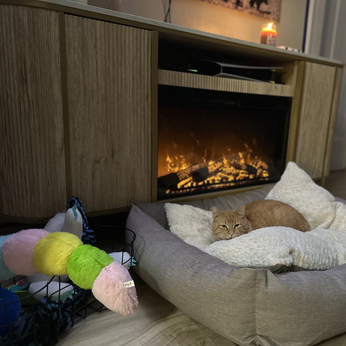 Dog bed? No, cat bed. 😼