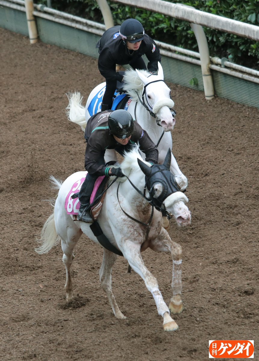 坂路で白毛２頭の併せ馬。
兄カルパを後ろから追い越し、妹マルガは〝きなこ餅ちゃん〟に。
#マルガ #アルテミスＳ 
#カルパ #白毛馬
