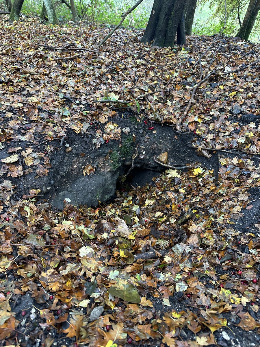 Pretty Autumn setts. Please keep sending your reports of setts and sightings of badgers in Oxfordshire into us. 

oxonbadgergroup.org.uk/report/

#Brocktober
