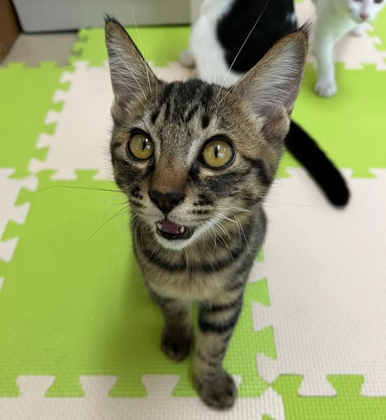 譲渡猫
この動物に関する連絡先：犬猫譲渡センターいっしょけんね（0954-23-0532）
・5-250818-2 　キジ　男の子　4ヶ月
特徴：マイペース君です！
その他：ワクチン接種済、駆虫済、ノミダニ予防済