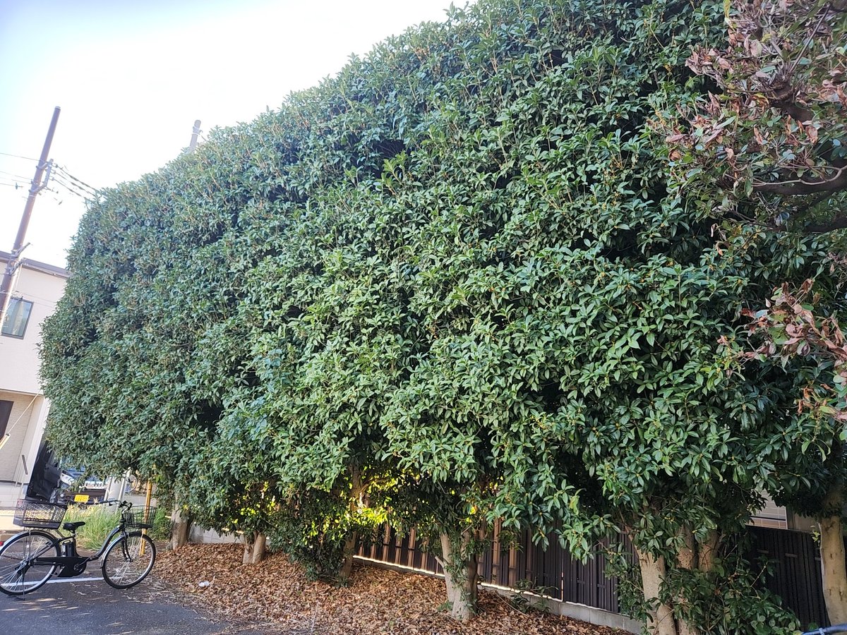 いっち～♡ on X