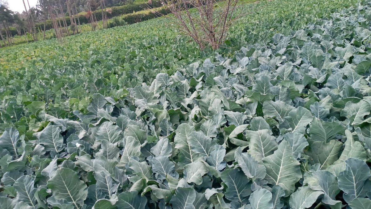 ctn_farming's tweet photo. Farm-fresh spinach &amp; sukuma wiki 🌿
Grown with care, harvested for quality.
Discover more fresh produce at 👉 https://t.co/eiihygaeK7
#CTN #FarmFresh #KenyaFarming https://t.co/SQ8ws8IpSL