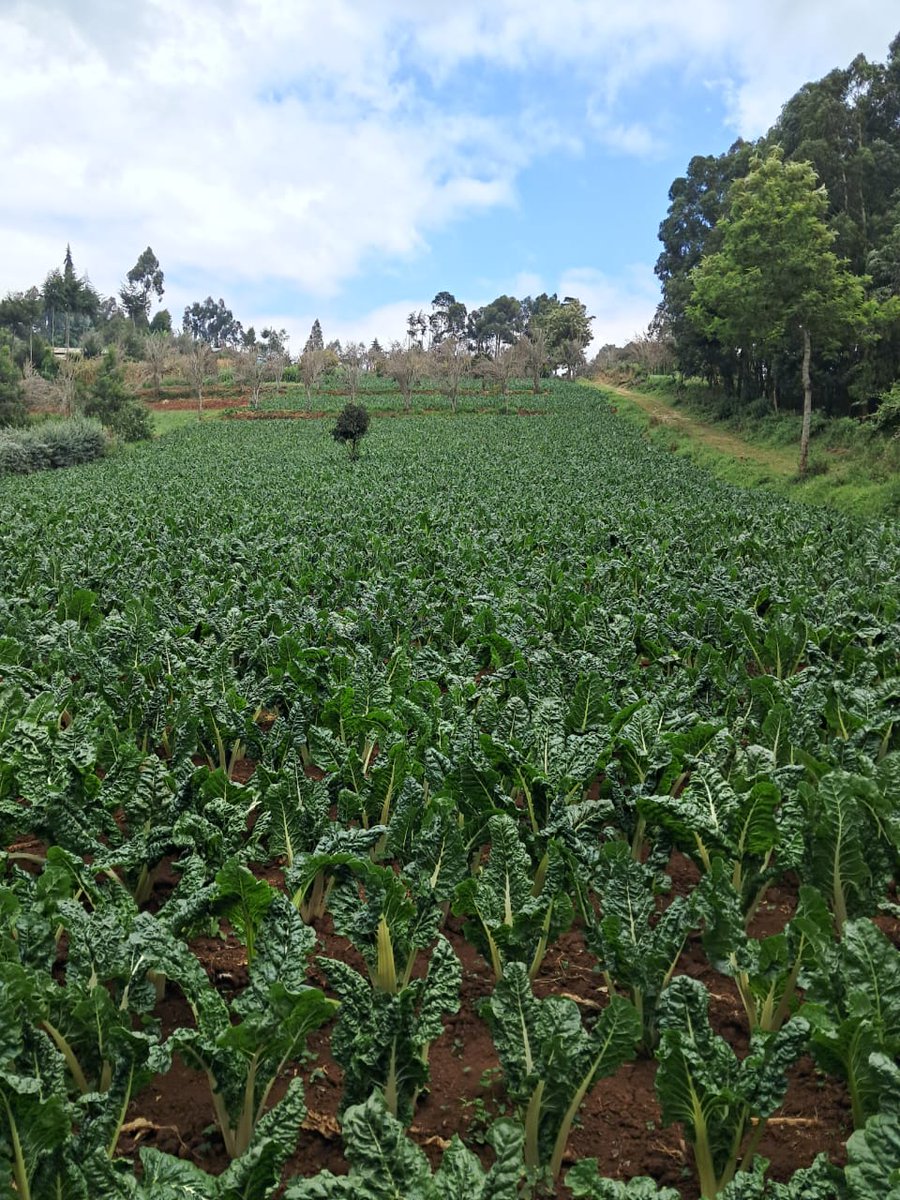 ctn_farming's tweet photo. Farm-fresh spinach &amp; sukuma wiki 🌿
Grown with care, harvested for quality.
Discover more fresh produce at 👉 https://t.co/eiihygaeK7
#CTN #FarmFresh #KenyaFarming https://t.co/SQ8ws8IpSL