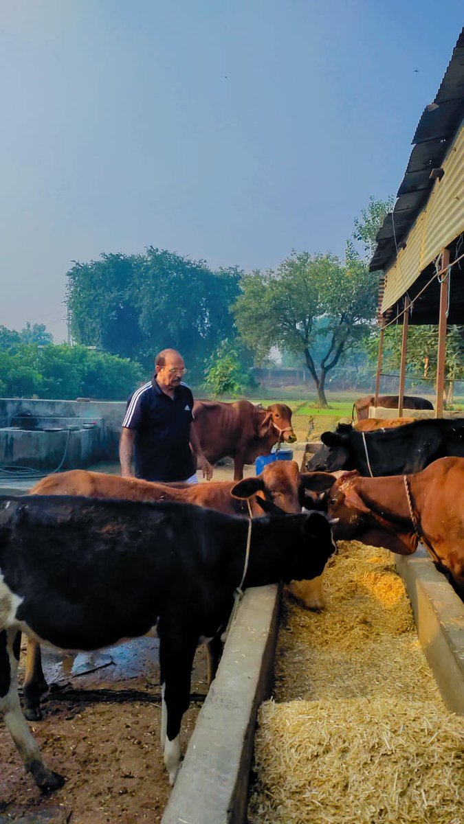 idpyadav's tweet image. वैसे तो गऊ माता की सेवा मेरे नित्य कर्म का हिस्सा है, लेकिन आज का दिन कुछ और ही विशेष है…
गोवर्धन पूजा हमारे यहां अत्यंत श्रद्धा और प्रेम से मनाई जाती है।
इस पावन अवसर पर आज मैंने अपना पूरा दिन गौशाला की सेवा को समर्पित किया —
.
#GovardhanPuja #dpyadav