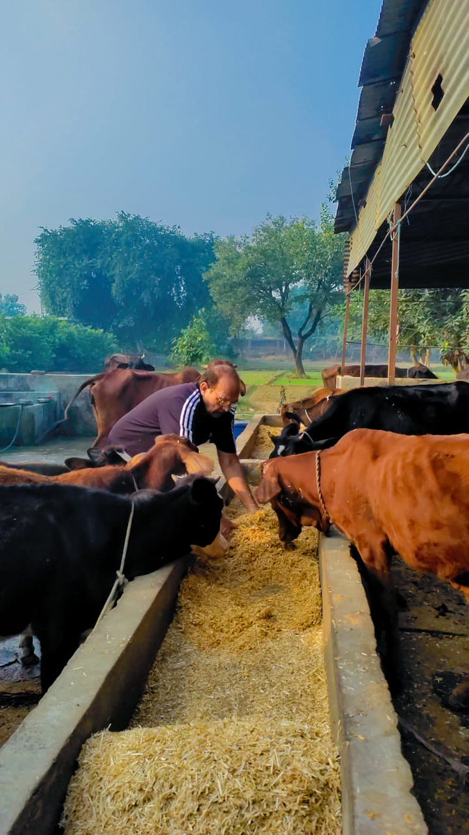 idpyadav's tweet image. वैसे तो गऊ माता की सेवा मेरे नित्य कर्म का हिस्सा है, लेकिन आज का दिन कुछ और ही विशेष है…
गोवर्धन पूजा हमारे यहां अत्यंत श्रद्धा और प्रेम से मनाई जाती है।
इस पावन अवसर पर आज मैंने अपना पूरा दिन गौशाला की सेवा को समर्पित किया —
.
#GovardhanPuja #dpyadav