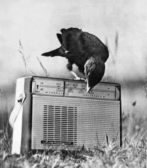 Tweet media one