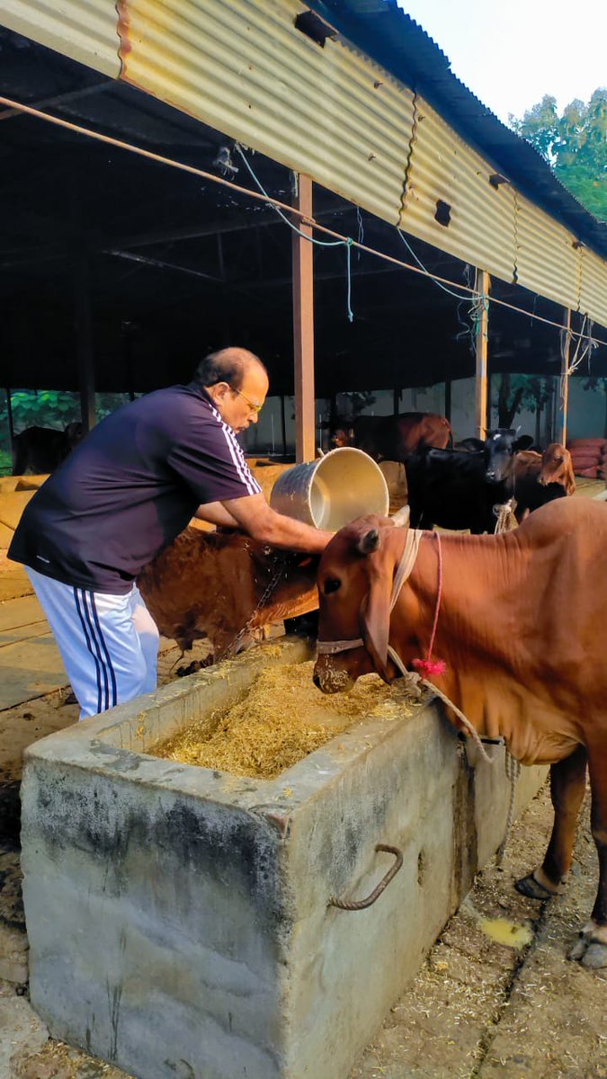 idpyadav's tweet image. वैसे तो गऊ माता की सेवा मेरे नित्य कर्म का हिस्सा है, लेकिन आज का दिन कुछ और ही विशेष है…
गोवर्धन पूजा हमारे यहां अत्यंत श्रद्धा और प्रेम से मनाई जाती है।
इस पावन अवसर पर आज मैंने अपना पूरा दिन गौशाला की सेवा को समर्पित किया —
.
#GovardhanPuja #dpyadav