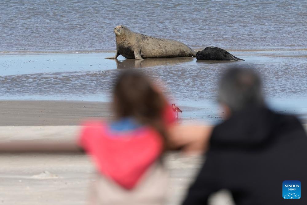 Una elefanta marina amamanta a su cría en una playa, en Piriápolis, en el departamento de Maldonado, #Uruguay, el 21 de octubre de 2025.