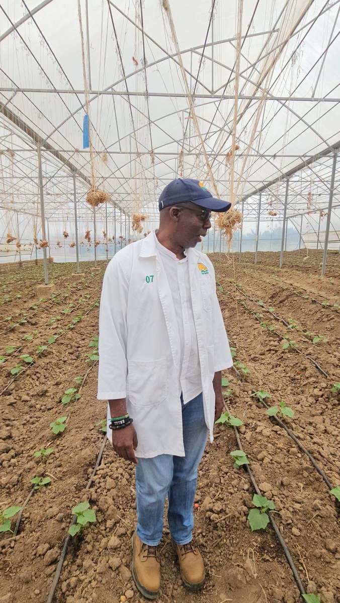 🌿🥒 Greenhouse-Grown Cucumbers at <a href="/NdegoFarm/">Ndego Farm Ventures</a>: Freshness All Year Round!
Inside our greenhouse, every #cucumber thrives under the perfect balance of light, temperature, and moisture. 🌞💧#RwoT 
#GreenhouseFarming #CucumberFarming #SustainableAgriculture #AgriInnovation #FarmLife